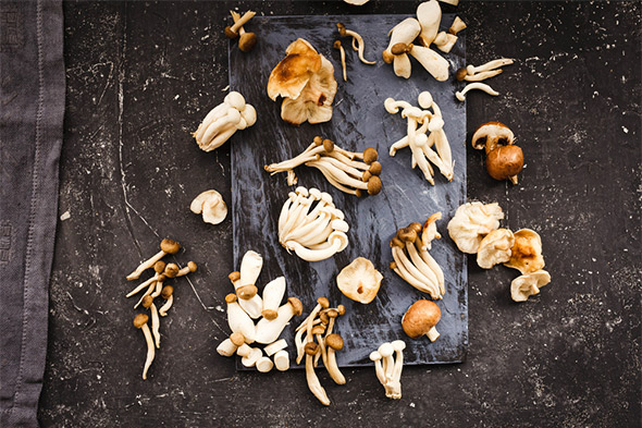 Mushrooms: The Fungi That is Loved Around the World